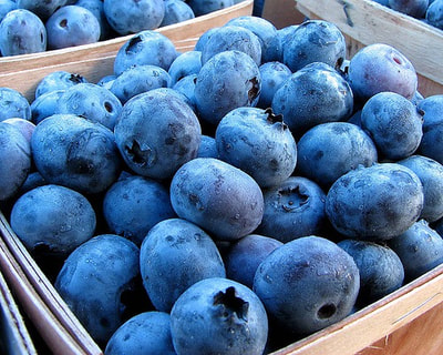 Bluecrop Blueberries