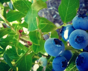 Chandler Blueberries