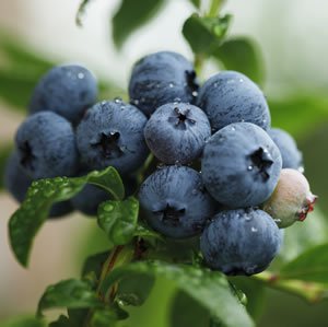 Northland Blueberries